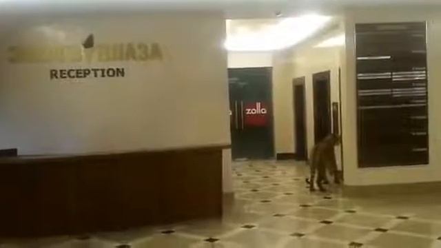Тигр в центре Хабаровска смотреть онлайн