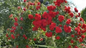 Роза Амадеус (Amadeus)