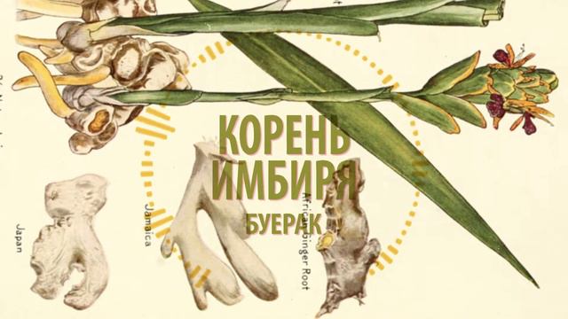 Буерак - Корень имбиря смотреть онлайн