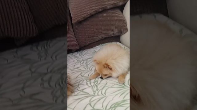 Шпиц Мия добилась своего ❤ Веселые шпицы ? #шпиц, #той смотреть онлайн
