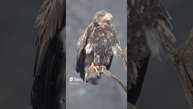 БЕРКУТ смотреть онлайн