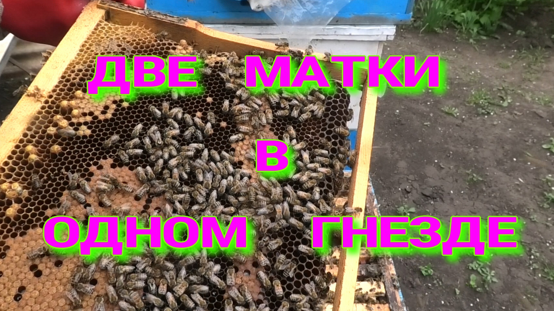 АРПЕЛЬ СМЕНА МАТКИ..mp4 #пчела #пчелловолство #пасека #пасека видео смотреть онлайн