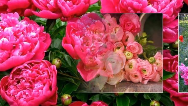 Пион - король цветов легенда о пионе смотреть онлайн