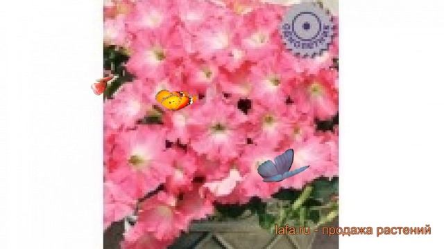 Петуния ампельная Изи Вейв Роузи Дон ? обзор: как сажать, семена петунии Изи Вейв Роузи Дон смотреть онлайн