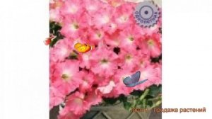 Петуния ампельная Изи Вейв Роузи Дон ? обзор: как сажать, семена петунии Изи Вейв Роузи Дон