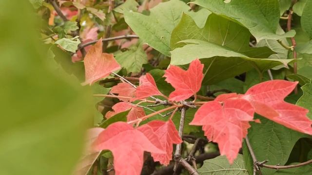 8 октября народный праздник СЕРГЕЙ КАПУСТНИК . СЕРГИЙ РАДОНЕЖСКИЙ . народные приметы и поверья смотреть онлайн