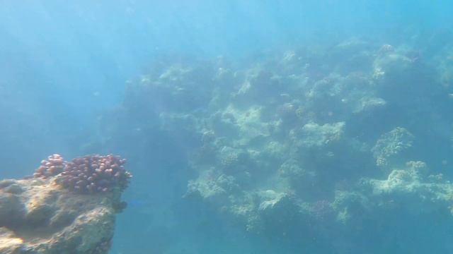 Заповедник Рас Мохаммед в Египте смотреть онлайн