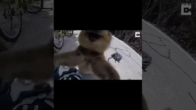 QUOKKA the ALWAYS smiling animal Aww!! MOMENTS FOR 6 minutes straight смотреть онлайн