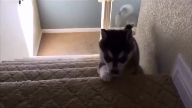 ТОП прикол - Хаска падает на ступеньках смотреть онлайн