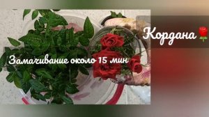 Роза Кордана? Что необходимо сделать после покупки покупка/роза/кордана/пересадка/уход/обрезка#2023
