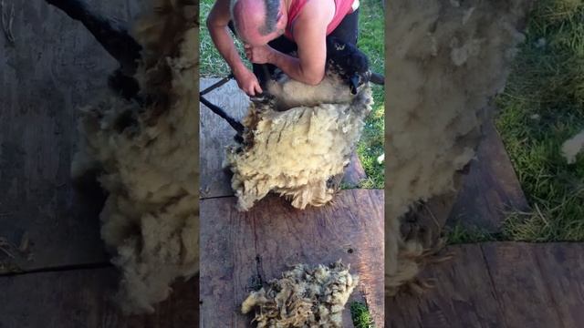 how to shear a sheep (suffolk breed) смотреть онлайн