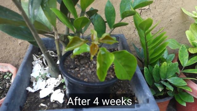 How to grow Bougainvillea plant from cuttings with Aloe Vera смотреть онлайн