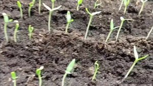 Баклажаны взошли. Что делать с рассадой./Видео для тех,кто выращивает рассаду и кому это интересно