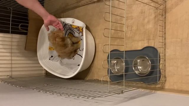 Воспитание Мальтипу Щенок 3 месяца Команды: ко мне, место, нельзя смотреть онлайн