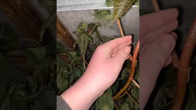 Прямое включение! Мороз -10?Пала моя красавица Клещевина❤️