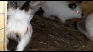 ВИДЕООБЗОР строительства утеплённой будки с предбанником, для собаки. ОХРАНА.......