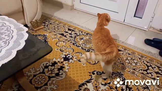 #жизньзабугром #кошечки смотреть онлайн