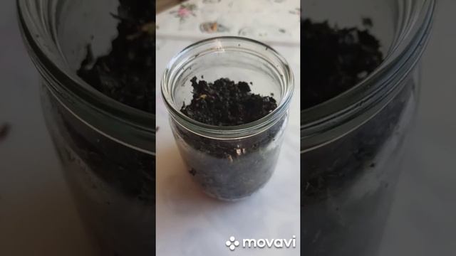 Ферментированный чай из листьев черноплодной рябины смотреть онлайн