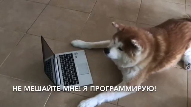 ЮКИ - ПРОГРАММИСТ смотреть онлайн