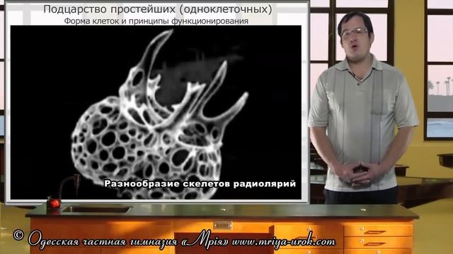 Подцарство простейших (одноклеточных) смотреть онлайн