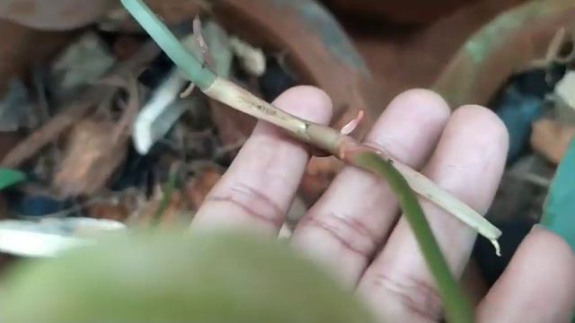 Cercestis Mirabilis....leaves and it's care ❤️ смотреть онлайн