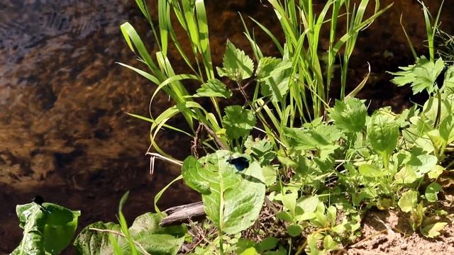 Неизведанный Калининград. Природный парк Виштынецкий. Калининградская область смотреть онлайн