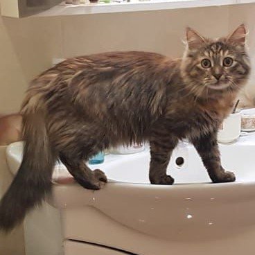 ЗАБАВНЫЕ ПРИКЛЮЧЕНИЯ КОШКИ ГРЭЙС!!! смотреть онлайн