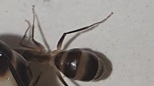 Camponotus fellah/Компанотус феллах. содержание.Рассказ о виде. часть 1