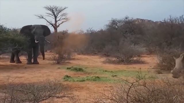 7 Animals That Can Kill an Elephant смотреть онлайн