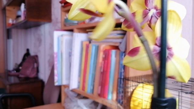 Обзор цветения phal. Sogo red star и phal. Richard (16.02.20) смотреть онлайн