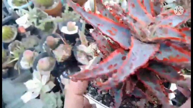 #Aloe #Variegated|Aloe TCT Hybrid|Collection|Anna .