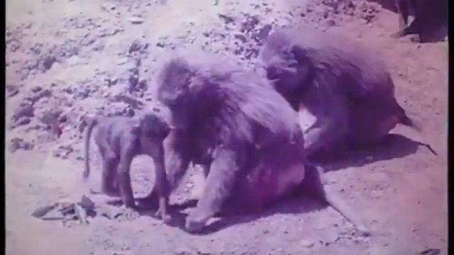 Обезьяний питомник АМН СССР в Абхазии