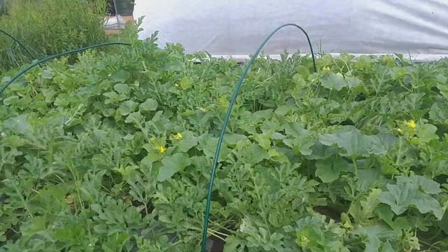 Арбузы и дыни на 15 июля смотреть онлайн