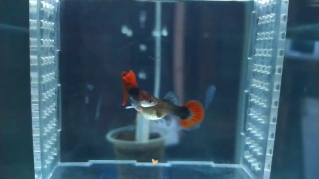 hb red rosetail cauli mantap смотреть онлайн