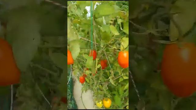 Томат Марина ф1 смотреть онлайн