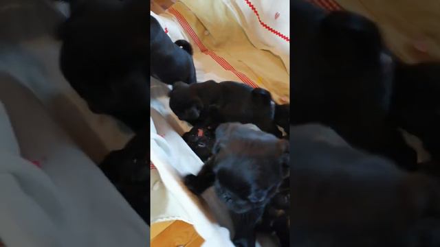 Мопсята черные смотреть онлайн