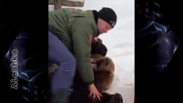 Смешные собаки, коты. Милые животные #2 смотреть онлайн