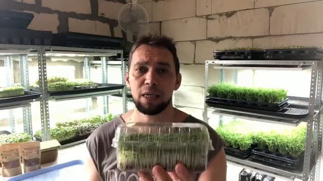 Микрозелень Брокколи Рааб/Рапини или Калабрезе. Технология проращивания микрозелени Брокколи смотреть онлайн
