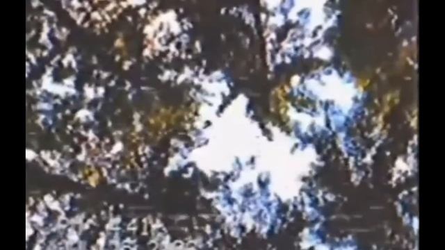 НЕИЗВЕСТНОЕ СУЩЕСТВО РАЗОРВАЛО КАБАНА ПОПОЛАМ │МИСТИЧЕСКИЕ СУЩЕСТВА СНЯТЫЕ НА КАМЕРУ смотреть онлайн