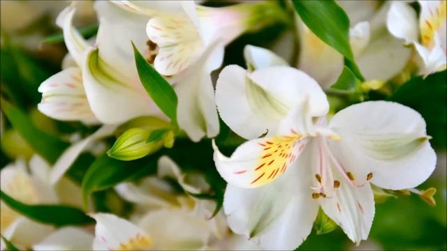Цветочная симфония(Flower Symphony) смотреть онлайн