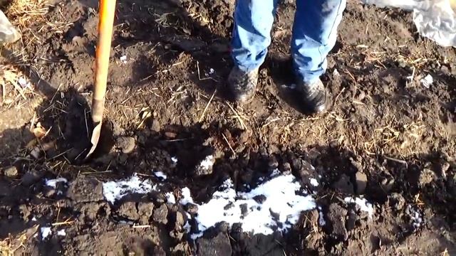 Посадка малины от А до Я очень поздней осенью или тёплой зимой. смотреть онлайн