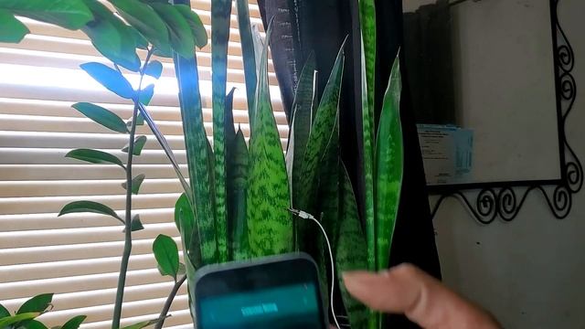 Can Plants Make Sounds? The Plantwave Can Make It Happen!