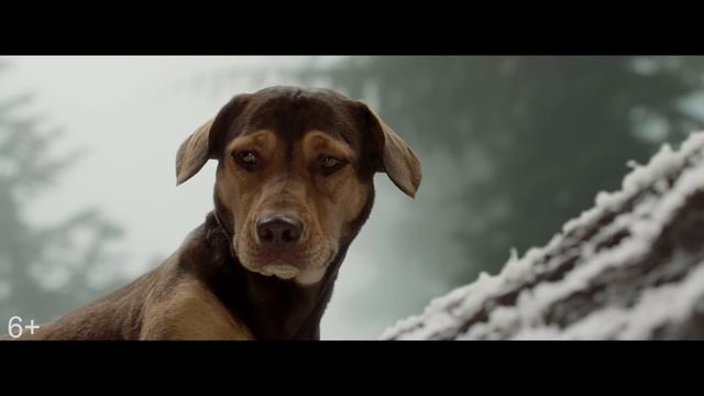Путь домой - официальный трейлер смотреть онлайн