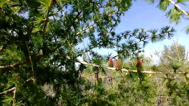 На даче в лесопосадке на лиственнице появились первые шишки в 2020 г. смотреть онлайн