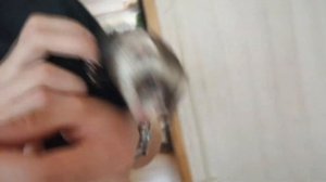 СОДЕРЖАНИЕ ХОРЬКОВ В ДОМАШНИХ УСЛОВИЯХ / КОРМЛЕНИЕ / УСТРАНЕНИЕ ЗАПАХА / СТЕРИЛИЗАЦИЯ