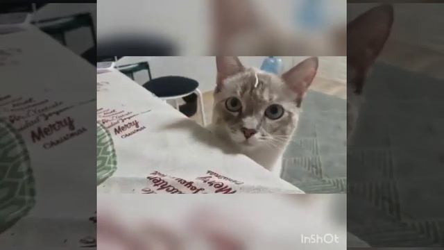 Кошка Юки . Смешные кошки на канале Мир животных #shorts смотреть онлайн