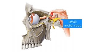 Черепные нервы - Анатомия человека | Kenhub