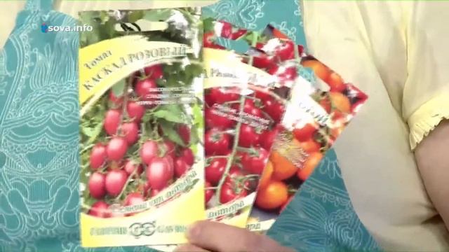 Знакомимся со среднерослыми томатами