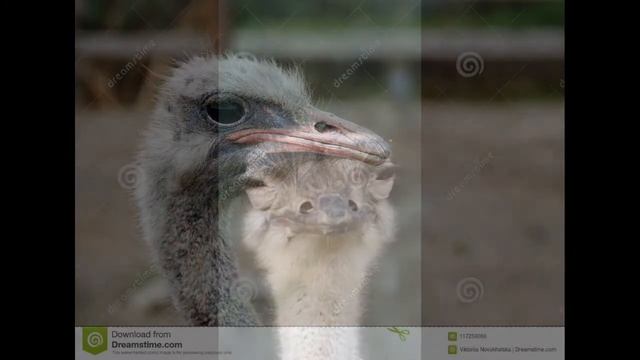 Смешной страус смотреть онлайн