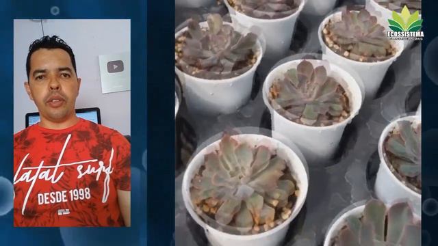 Echeveria Neon Breakers Planta suculenta Hibrida muito Linda ! смотреть онлайн